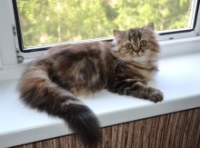 Tessa Diamond Breese