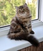 Tessa Diamond Breese