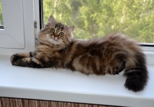 Наши котята