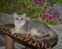 Tiara Diamond Breese