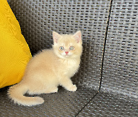 Тanais Diamond Breese