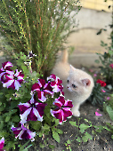 Тanais Diamond Breese