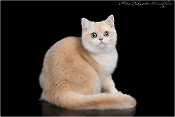 Тanais Diamond Breese