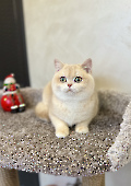 Тanais Diamond Breese