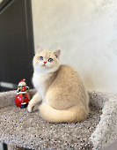 Тanais Diamond Breese