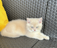 Tamerlan Diamond Breese