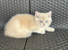 Tamerlan Diamond Breese