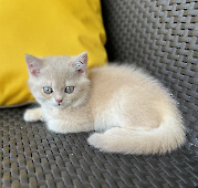 Tamerlan Diamond Breese