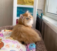 Теodora Diamond Breese