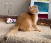 Tiberius Diamond Breese