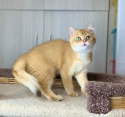 Tiberius Diamond Breese