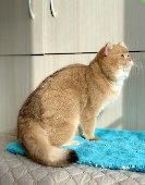 Tiberius Diamond Breese