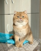 Tiberius Diamond Breese