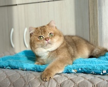 Tiberius Diamond Breese