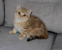 Umbriel Diamond Breese