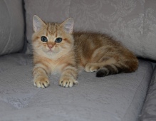 Umbriel Diamond Breese