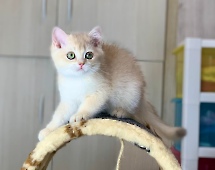 Х-Furbi Diamond Breese