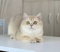 Х-Furbi Diamond Breese