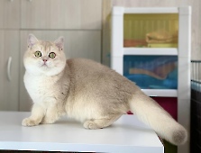Х-Furbi Diamond Breese