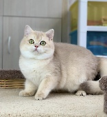 Х-Furbi Diamond Breese