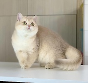 Х-Furbi Diamond Breese