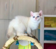 Xerxes Diamond Breese