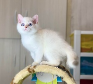 Xerxes Diamond Breese