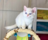 Xerxes Diamond Breese
