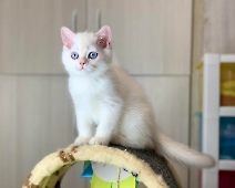 Xerxes Diamond Breese