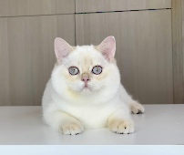Xerxes Diamond Breese