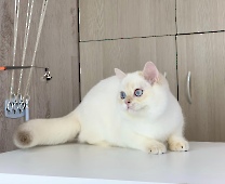 Xerxes Diamond Breese