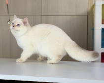 Xerxes Diamond Breese