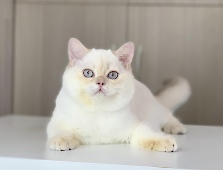 Xerxes Diamond Breese