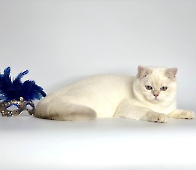 Xerxes Diamond Breese