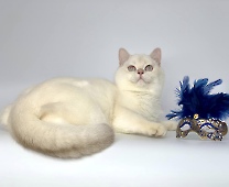 Xerxes Diamond Breese