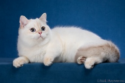 Xerxes Diamond Breese