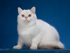 Xerxes Diamond Breese