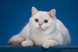 Xerxes Diamond Breese