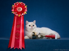 Xerxes Diamond Breese
