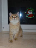 Хandy Diamond Breese