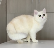 Yachont Diamond Breese