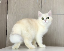 Yachont Diamond Breese