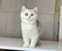 Yenberrie Diamond Breese
