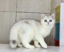 Yenberrie Diamond Breese