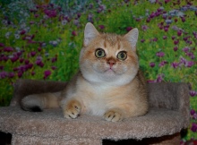 Уoshi Diamond Breese