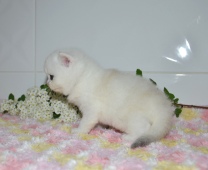 Zefirius Diamond Breese