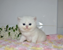 Zefirius Diamond Breese