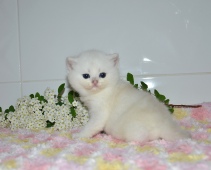 Zefirius Diamond Breese