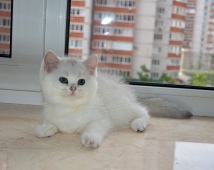 Zefirius Diamond Breese в 2,5 месяца