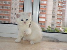 Zefirius Diamond Breese в 2,5 месяца